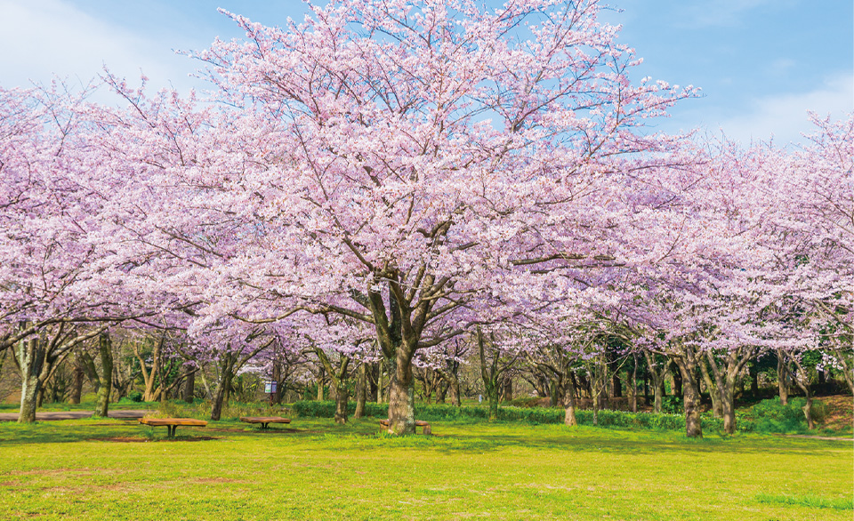青葉の森公園
