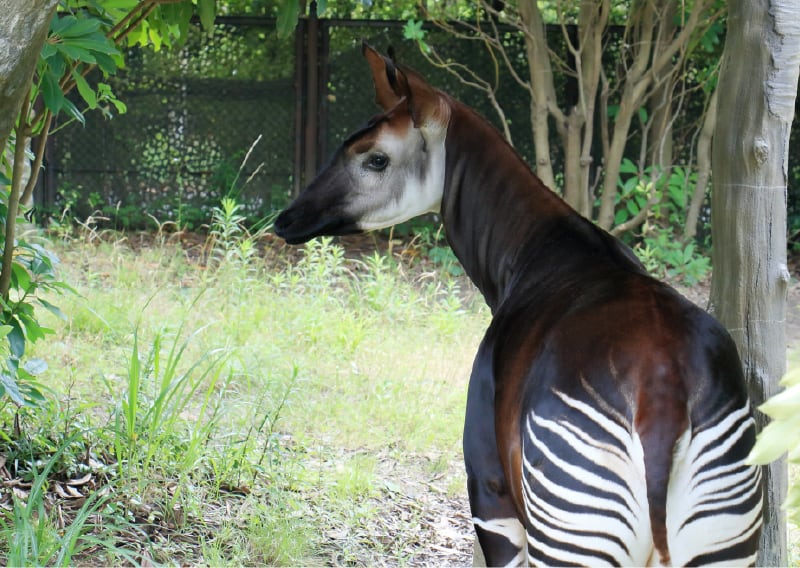 ズーラシア(動物園)